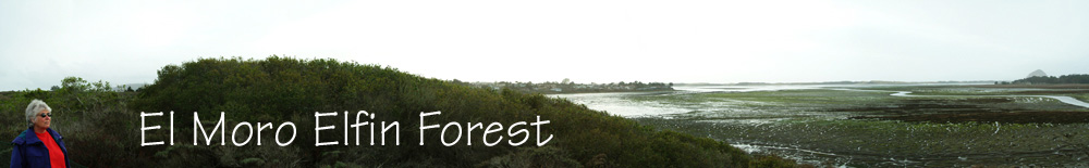 Forest and Bay